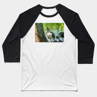 American white ibis in Florida Baseball T-Shirt